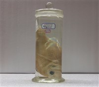 藏品(魬鯛)的圖片